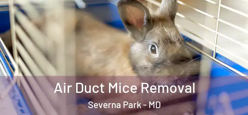  Air Duct Mice Removal Severna Park - MD
